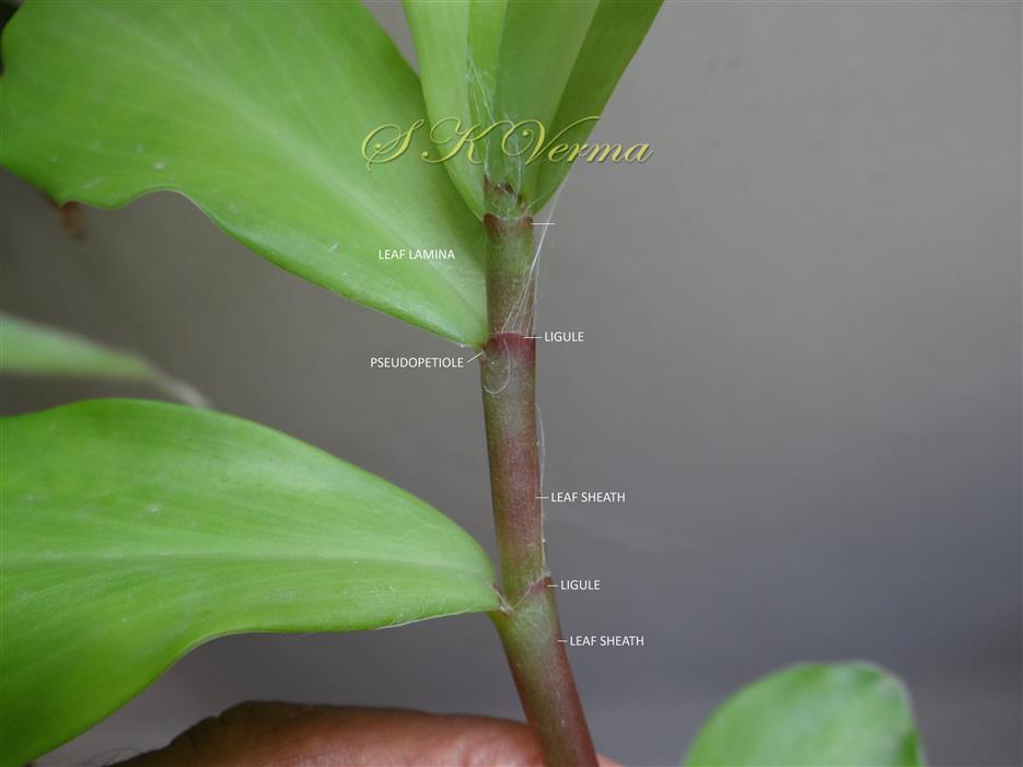 Stem (Nodes and Internodes) and leaves